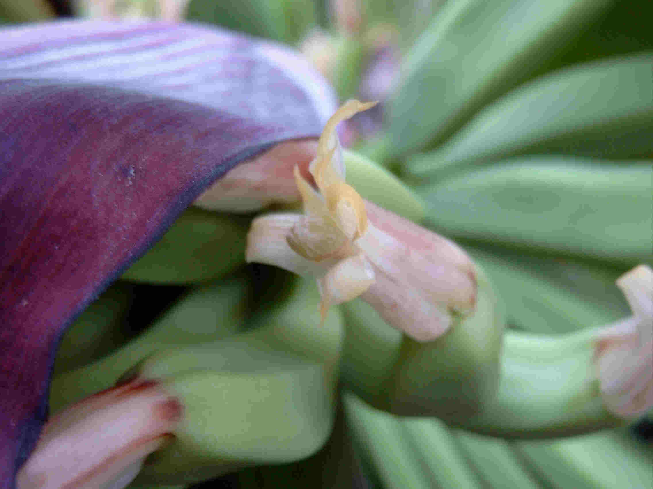 Bananen-Blüte - Blütenpüschel