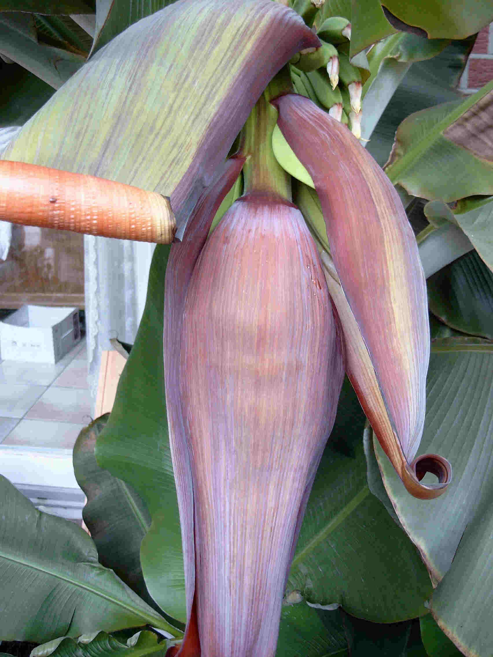 Bananen-Blüte - der Blütenstamm
