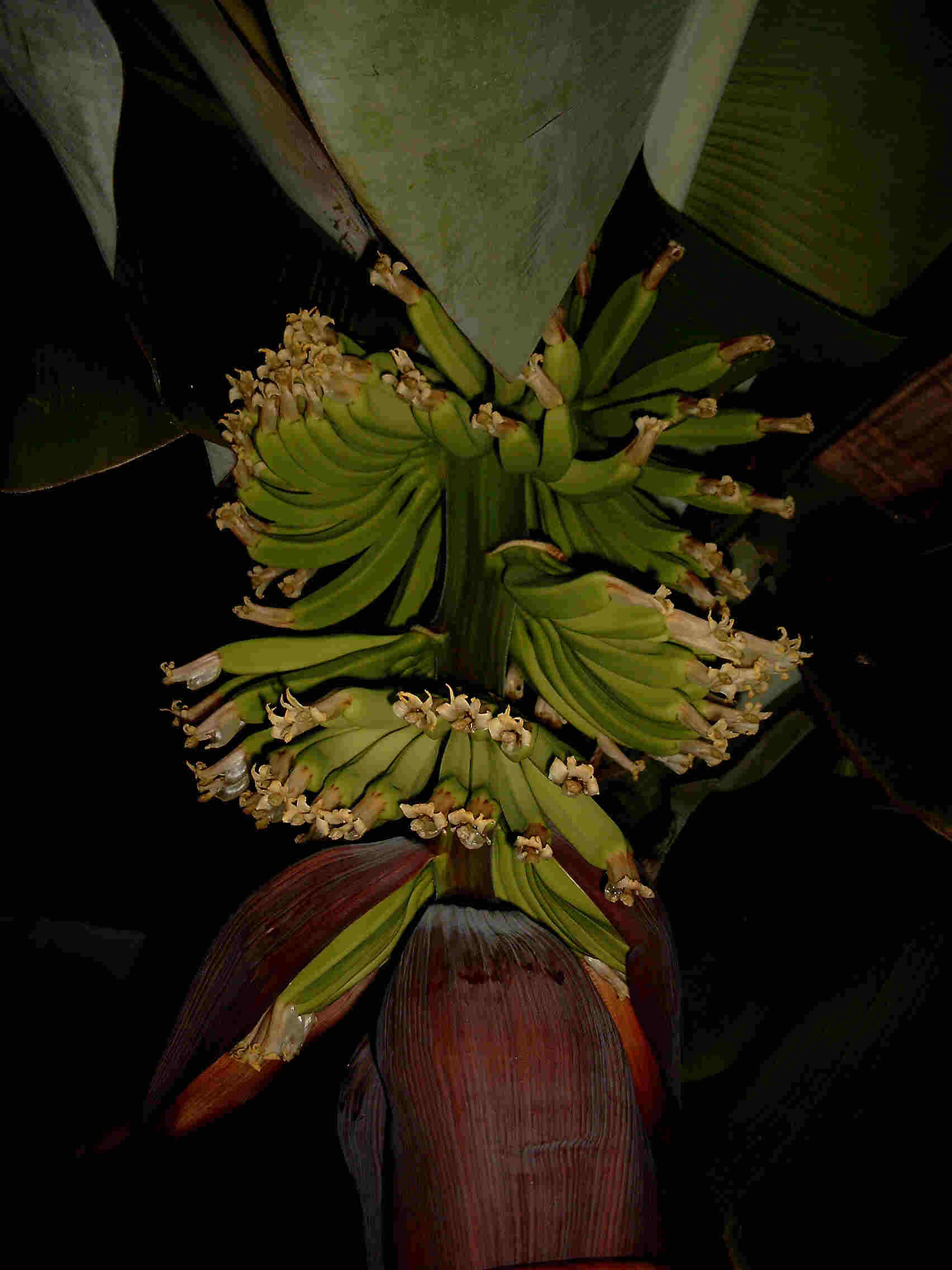 Bananen-Blüte - der Fruchtstand